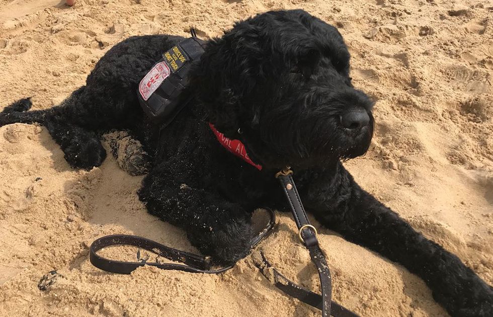 Man Whose Rare Disorder Left Him 'At Death's Door' Is Given New Lease On Life Thanks To Giant, Medically Trained Dog