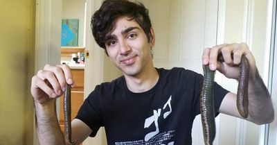 These are pet Buffalo Leeches, the largest leeches you'll find in