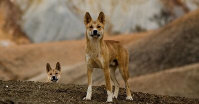 Dingoes Aren't Just Wild Dogs, Smart News