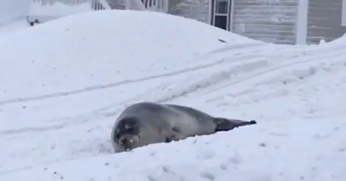 Residents Of A Small Town Overrun By Dozens Of Seals Are Seeking Help