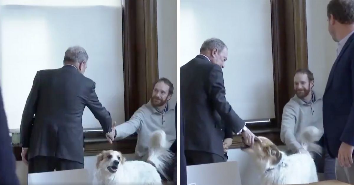 Michael Bloomberg Just Shook A Dog's Snout Like A Person's Hand, And People Are Divided Over It