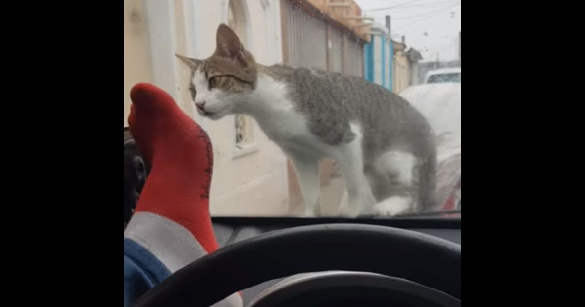 Guy Tries To Shoo Cat Off His Car By Kicking The Windshield—And Instant Karma Kicks Him Right Back 😹