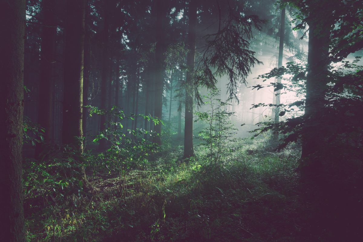 People Share Their Scariest Unexplainable Experience Out In The Woods