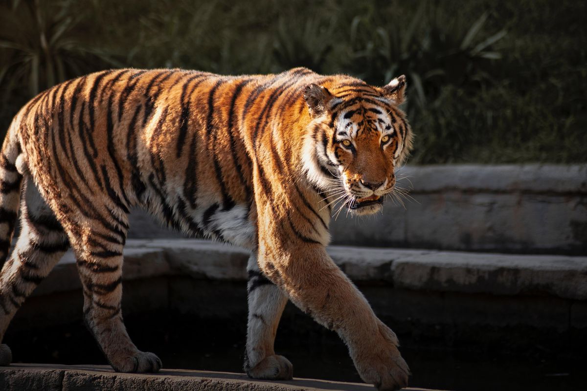 People Who Have Actually Visited The Parks Featured In 'Tiger King' Share What They Were Like