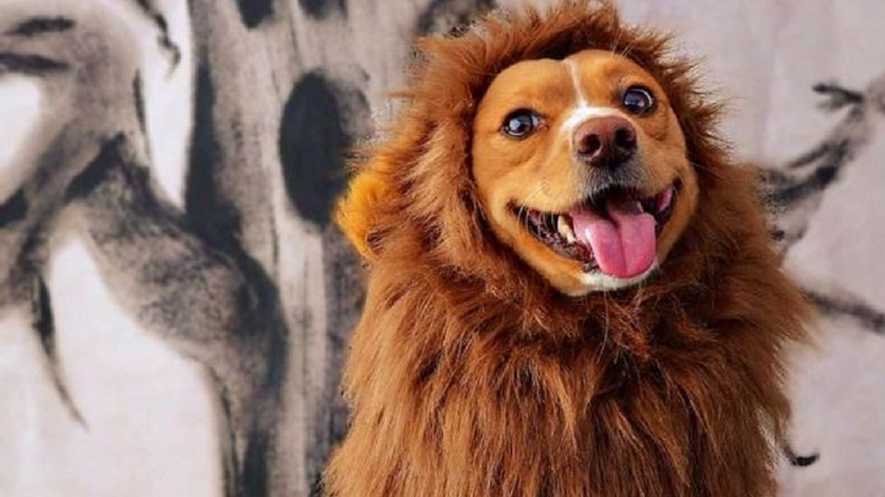 Dog Halloween Costumes: 5 Ideas for Halloween 2017