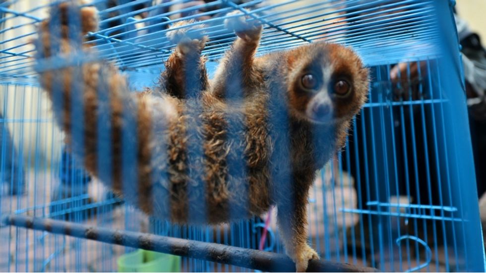 REPORT: Selfie Tourism is Killing the Slow Loris Population