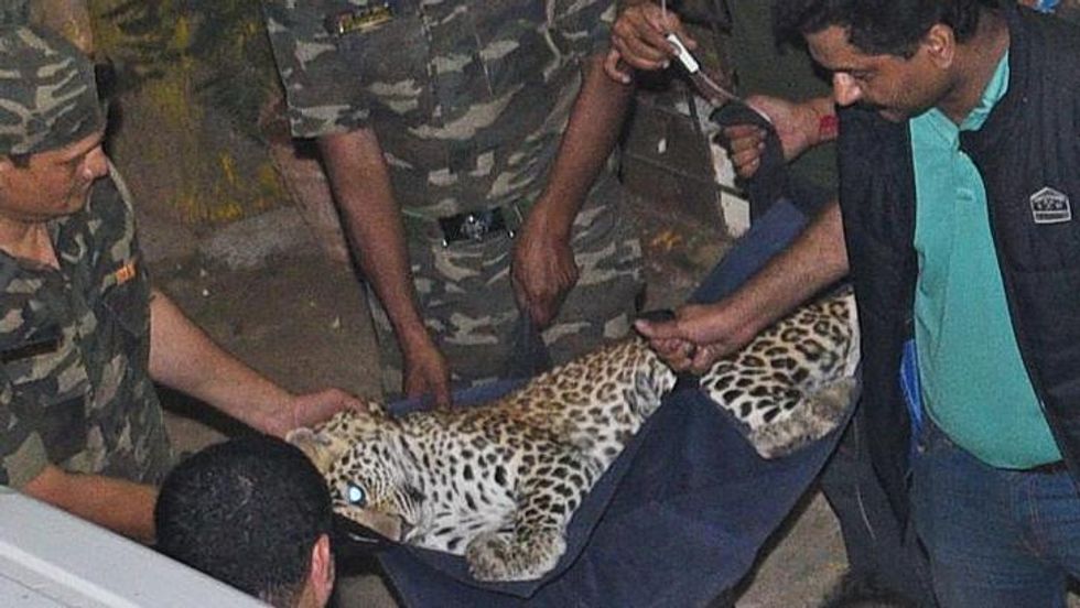 WATCH: Leopard Strays Into Children's Nursery School in Mumbai