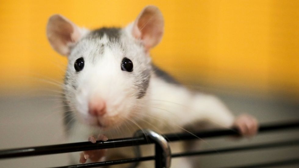 Rats Scurrying From the Floods in Paris Caught on Video