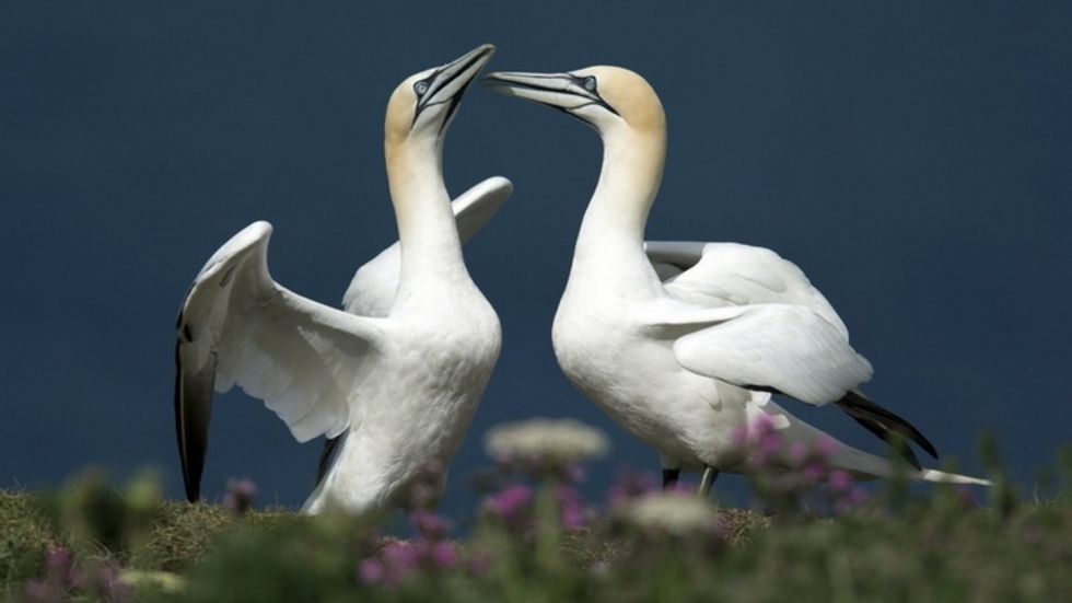 Nigel the Lonely Bird Found Dead Next to Concrete Replicas He Was Lured to Woo