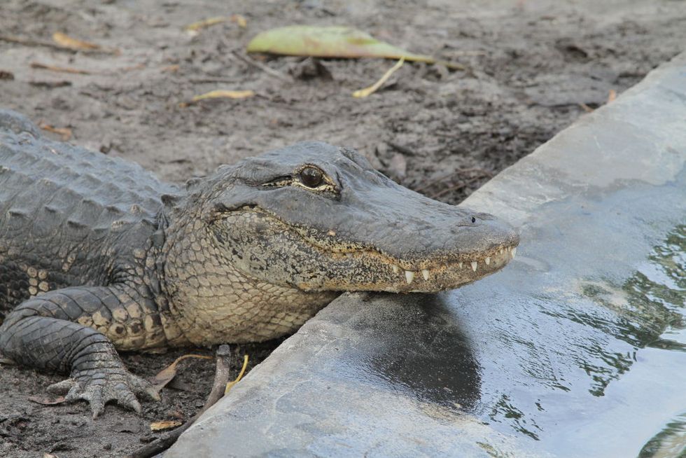 Florida Officials Set Up A Months Long Sting to Catch Alligator Poachers and It's Super Elaborate