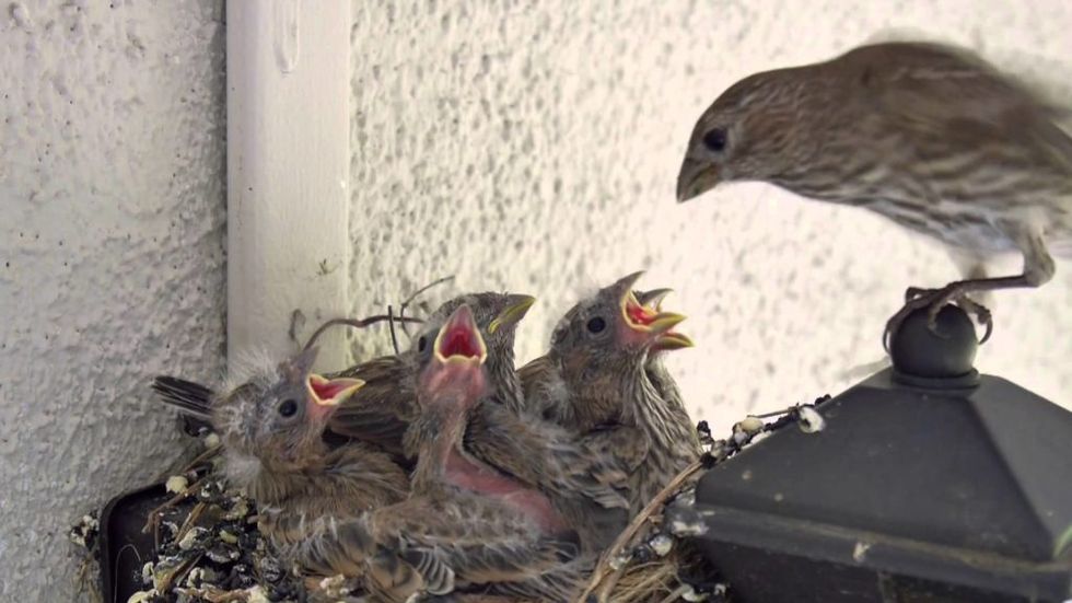 Some Birds in Urban Areas Are Lining Their Nests With Cigarette Butts, and It's For Their Own Health