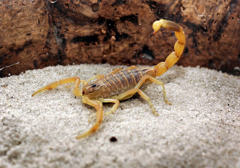 The Deathstalker Scorpion's Venom Is The Most Expensive Liquid On The Planet—Here's Why