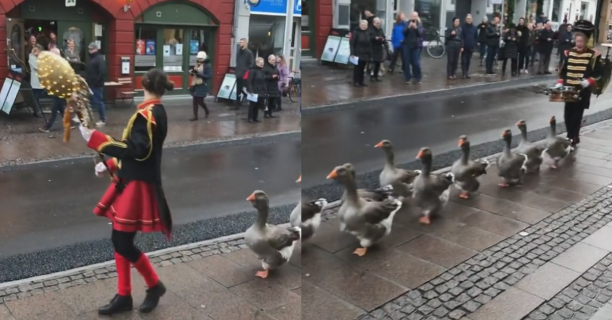 Viral TikTok Of A Group Of Geese Marching In Adorable Parade Has People Clamoring For More