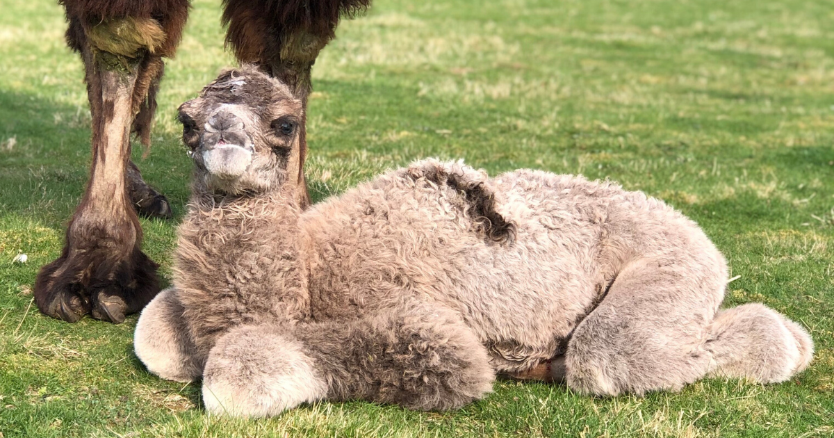 Baby Camels Born In Wildlife Park During Lockdown Are In For A Shock Once Visitors Come Back