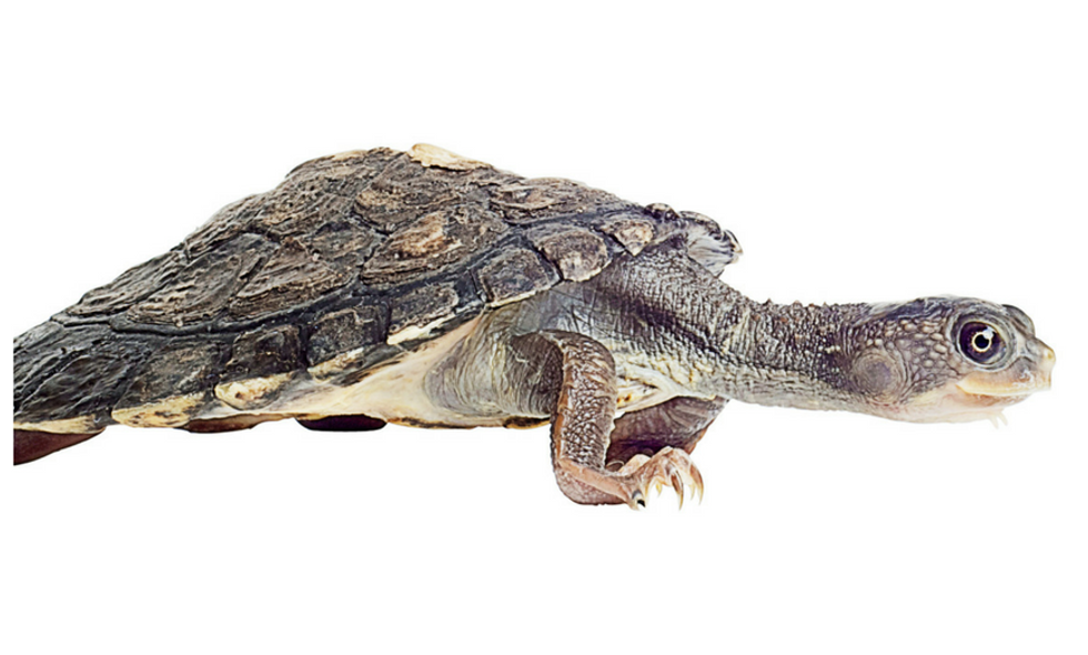 Everything Is Terrible, So of Course This Green-Haired Turtle That Breathes Through Its Butt Is Endangered