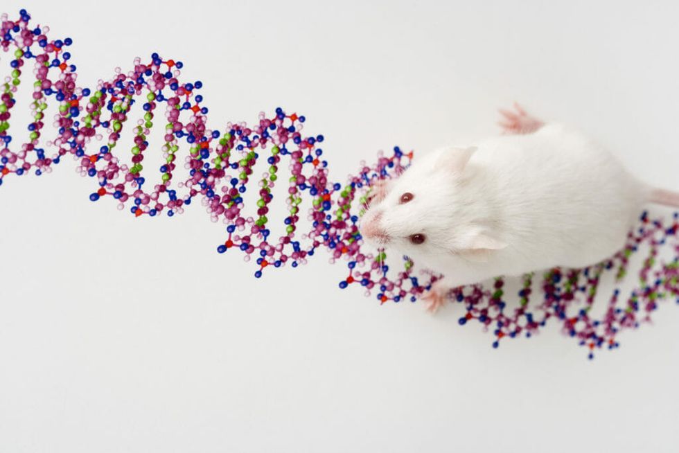 white lab mouse on DNA model